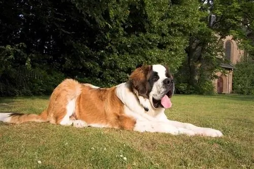 St. Bernard berbaring di atas rumput