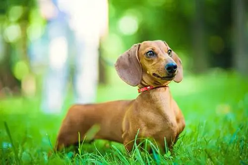 Standard dachshund berambut licin, warna merah, perempuan