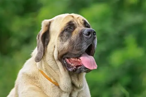 Mastiff Inggeris