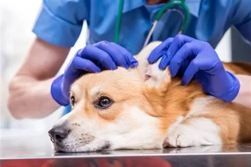 il veterinario esamina le orecchie del cane corgi