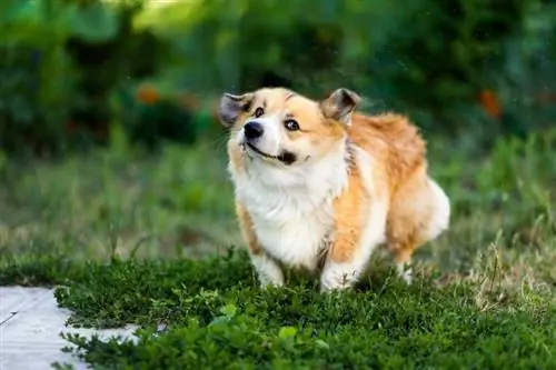 corgi-hond wat druppels en spatsels water afskud in 'n groen wei