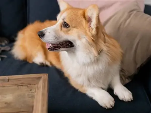 Comment nettoyer les oreilles de corgi (7 étapes simples)