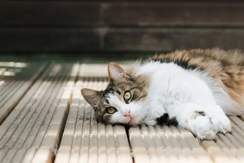 tabby katt liggende på en treplattform