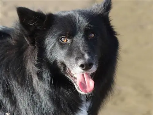 Skaistās-Border-Collie-Cross-Shetland-Aitu suns_James-Hime_shutterstock-portrets