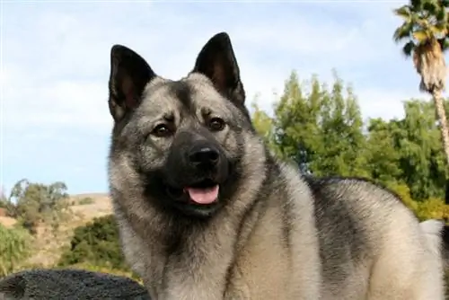 elkhound norwegian