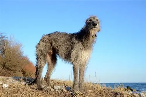 anjing deerhound skotlandia