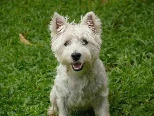 terrier dataran tinggi barat