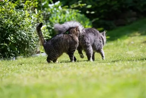 Tegn på at kattene dine kommer overens: 8 måter å fortelle