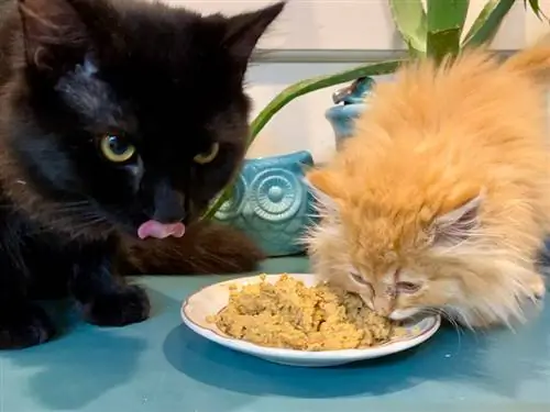 dos gatos comiendo comida para gatos pequeños