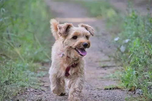 anjing terrier yorkshire