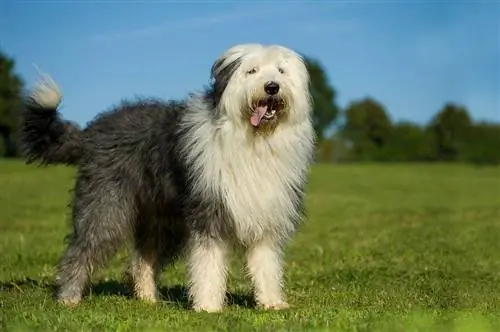 anjing gembala Inggris tua di lapangan