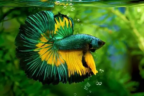 betta slendens en acuario_panpilai paipa