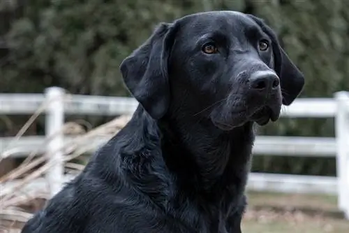 Sorte labrador retrievere