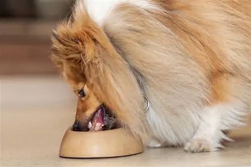 Els 9 millors aliments per a gossos per a Shelties el 2023: ressenyes, millors opcions Guia &