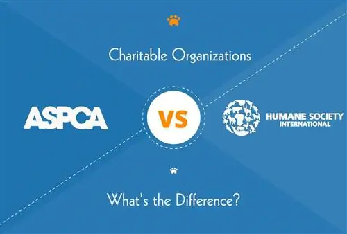 ASPCA vs. Humane Society: Vad är skillnaden?