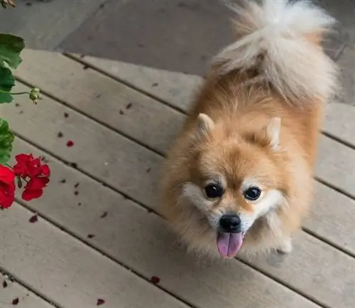 Pomeranian venter på mad