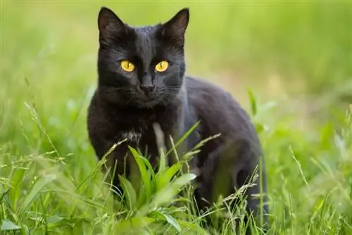 kucing bombay duduk di rumput di luar ruangan