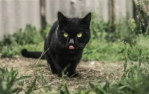 kucing bombay hitam luar menjilat mulut