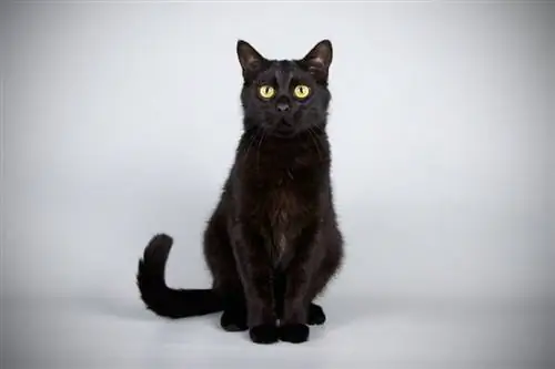 Magkano ang Gastos ng Bombay Cat? (Gabay sa Presyo ng 2023)