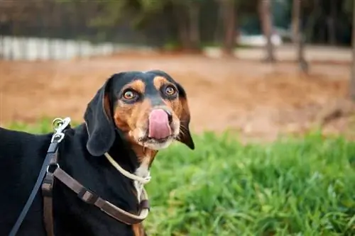 Bidikan jarak dekat anjing pemburu hitam dan cokelat Austria_Wirestock Images_shutterstock