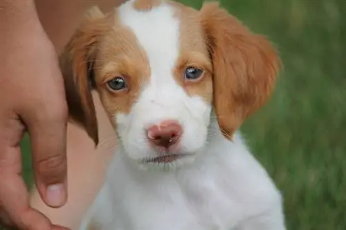 Brittany Spaniel Puppy