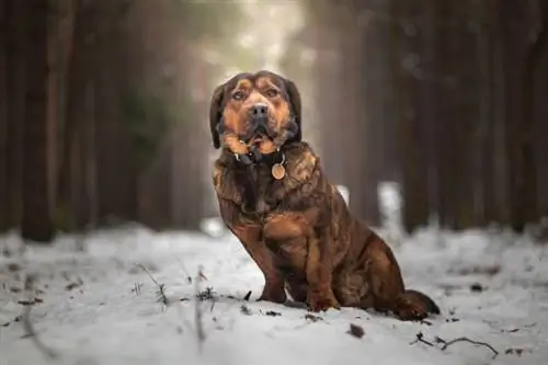 5 raças de cães austríacos (com fotos) – raças originárias da Áustria