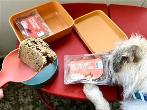 Piatto di manzo Ollie con patate dolci cibo per cani fresco in paletta con cane soffice bianco