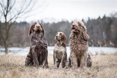 drie spinone italiano-honde wat op gras sit