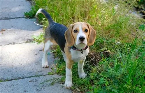 Hat hónapos Beagle puppy_Sava312_shutterstock