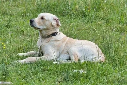 Kanadese Golden Retriever