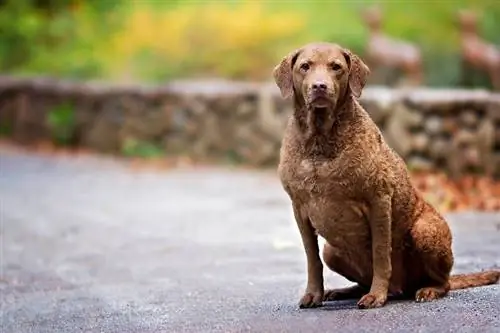 Chesapeake Bay retriver