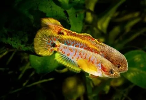 Peacock goby