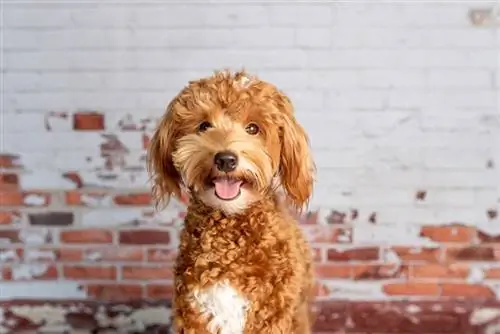 ib tug mini goldendoodle aub posing lub studio