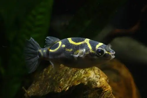 5 Great Tank Mates para Figure 8 Puffer Fish (Guía de compatibilidad 2023)