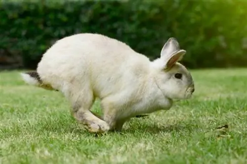 conejo corriendo sobre la hierba