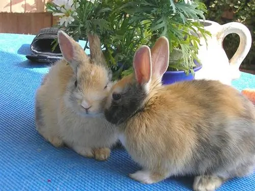 pareja de conejo