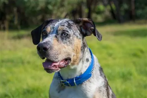 përzierje bulldog catahoula