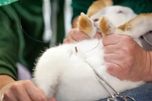 Conejo de cirugía de esterilización