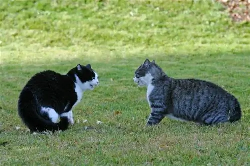 dois gatos vizinhos sibilando um para o outro