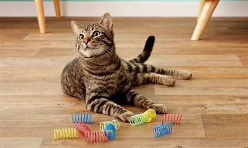 gato brincando com brinquedos