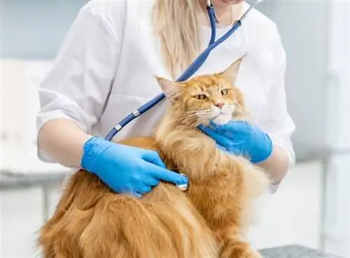 dierenarts-controleert-een-volwassen-maine-coon-kat