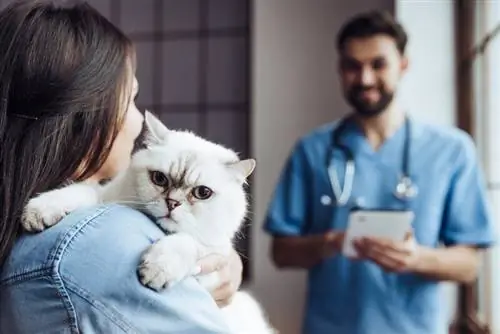 katt hos veterinär med ägare och veternär