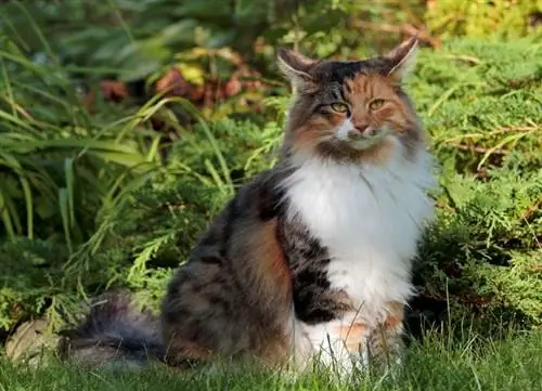 schattige norwegische Waldkatze aus Schildpatt, die auf Gras sitzt