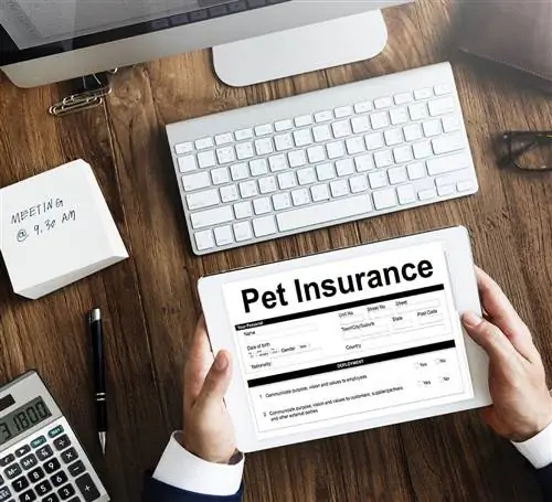 Pet Insurance rau hauv ntsiav tshuaj