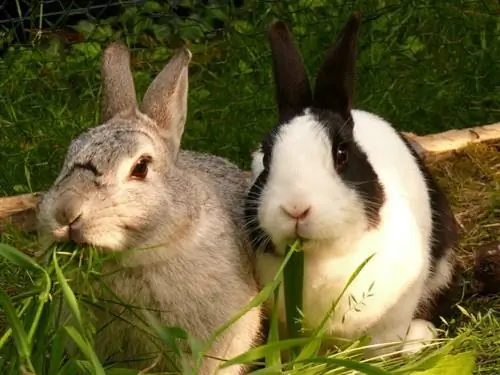 Zwergkaninchen fressen