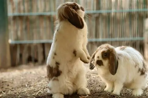 lapin de compagnie