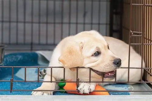 labrador šteňa hryzie klietka