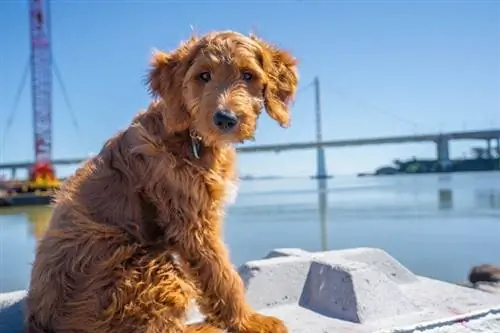 Milleks Goldendoodlesid aretati? Goldendoodle'i ajalugu selgitatud