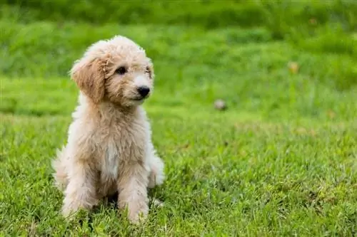 Goldendoodle