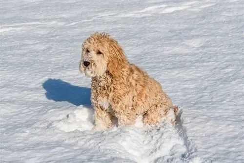 F1B მინი goldendoodle მდედრი ძაღლი ზამთრის გარემოში თოვლით